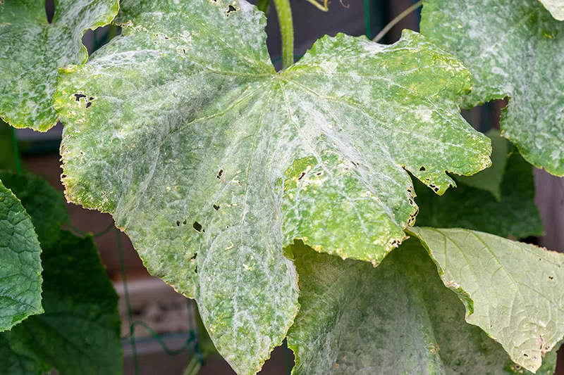 Powdery Mildew on cucumber leaves