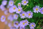 Brachyscome iberidifolia - Swan River Daisy purple flowering