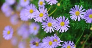 Brachyscome iberidifolia - Swan River Daisy purple flowering