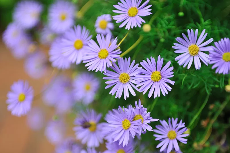 Brachyscome iberidifolia - Swan River Daisy purple flowering