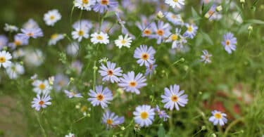 Brachyscome iberidifolia - Swan River Daisy lilac flowering