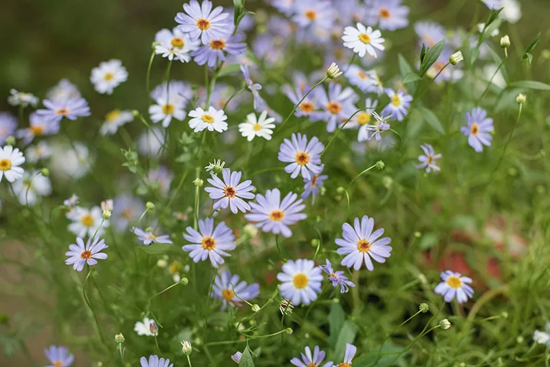 Brachyscome iberidifolia - Swan River Daisy lilac flowering