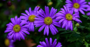 Brachyscome iberidifolia - Swan River Daisy purple flowering