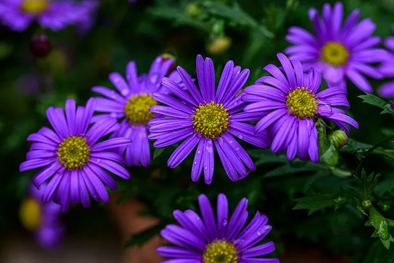 Brachyscome iberidifolia - Swan River Daisy purple flowering