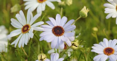 Brachyscome iberidifolia - Swan River Daisy white flowering