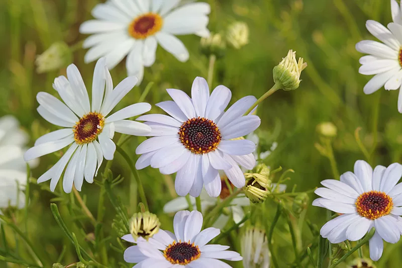 Brachyscome iberidifolia - Swan River Daisy white flowering