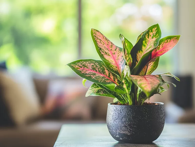 Aglaonema sp. (Chinese Evergreen)
