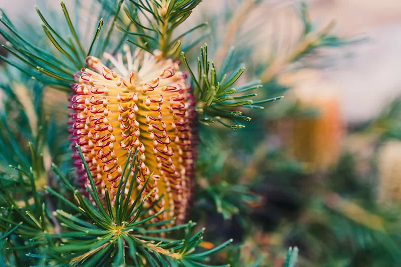 The bottlebrush like flower of the Banksia 'Birthday Candles'