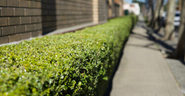 Japanese Box hedge