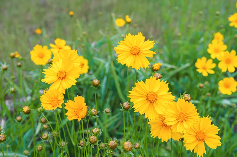 Coreopsis (Coreopsis grandiflora)