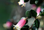 The pink bell shaped flowers of Correa reflexa.