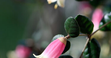 The pink bell shaped flowers of Correa reflexa.