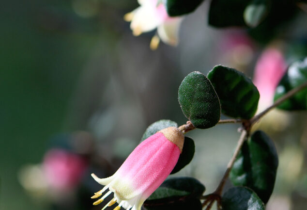 The pink bell shaped flowers of Correa reflexa.