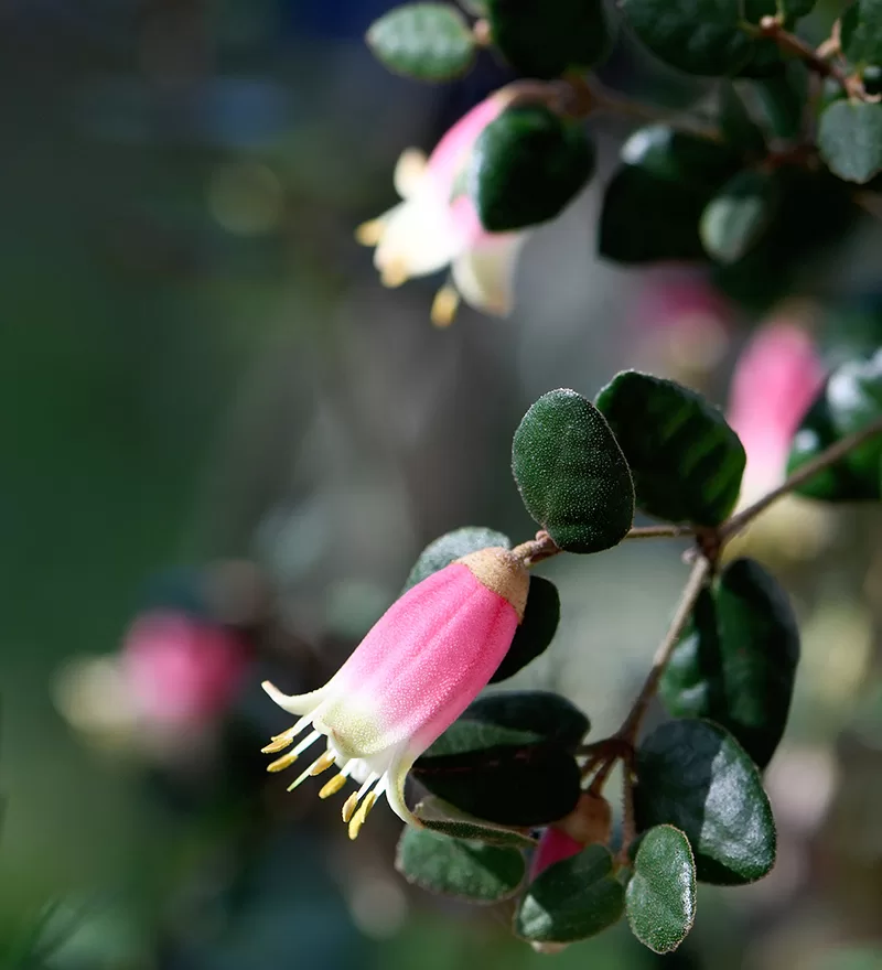 Correa reflexa