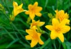Yellow flowering Daylily (Hemerocallis spp.)