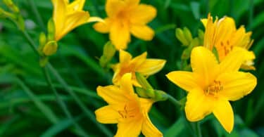 Yellow flowering Daylily (Hemerocallis spp.)