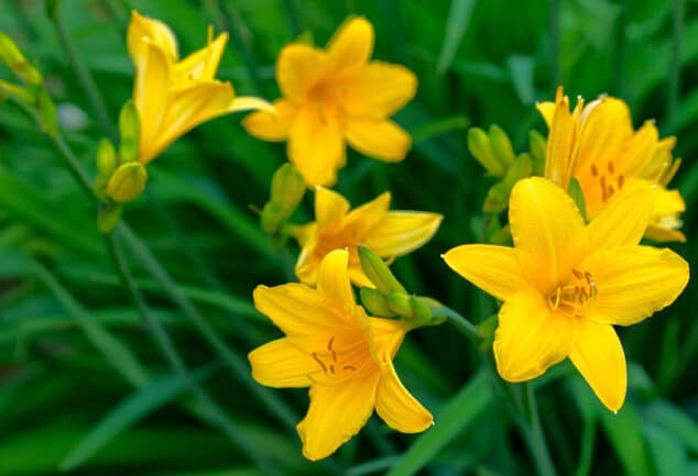 Yellow flowering Daylily (Hemerocallis spp.)