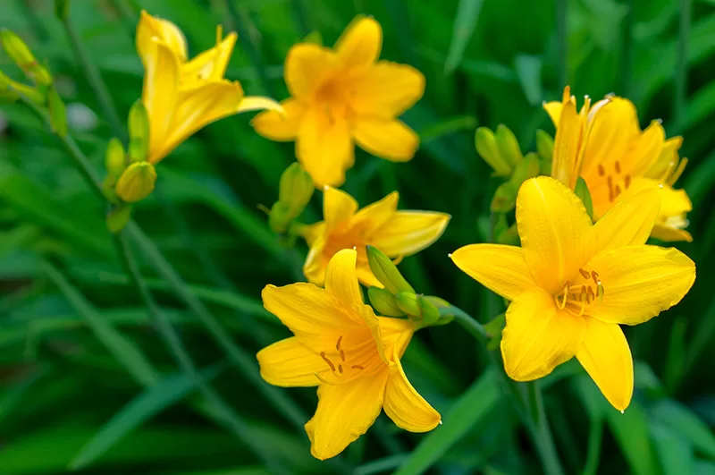 Yellow flowering Daylily (Hemerocallis spp.)