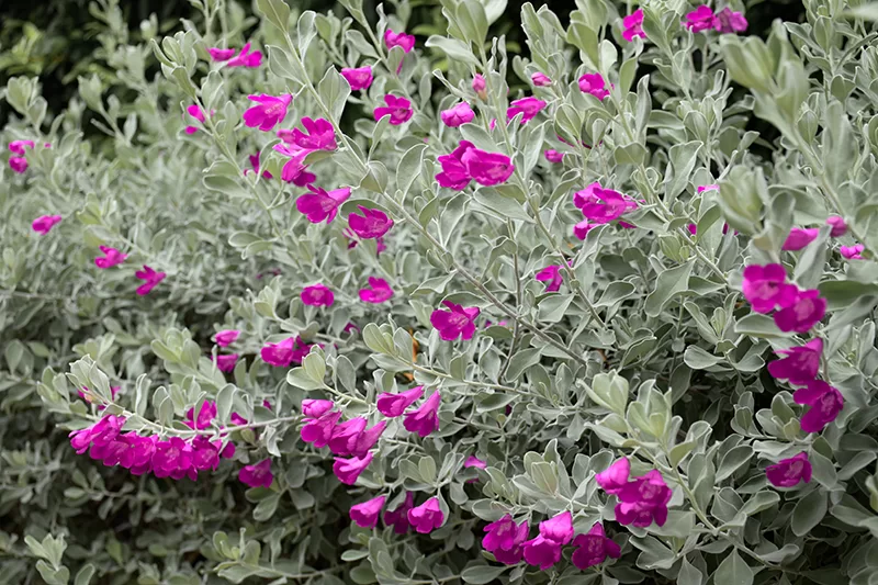 Eremophila sp. - Emu Bush