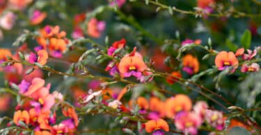 The striking pink and orange flowers of the Flame Pea