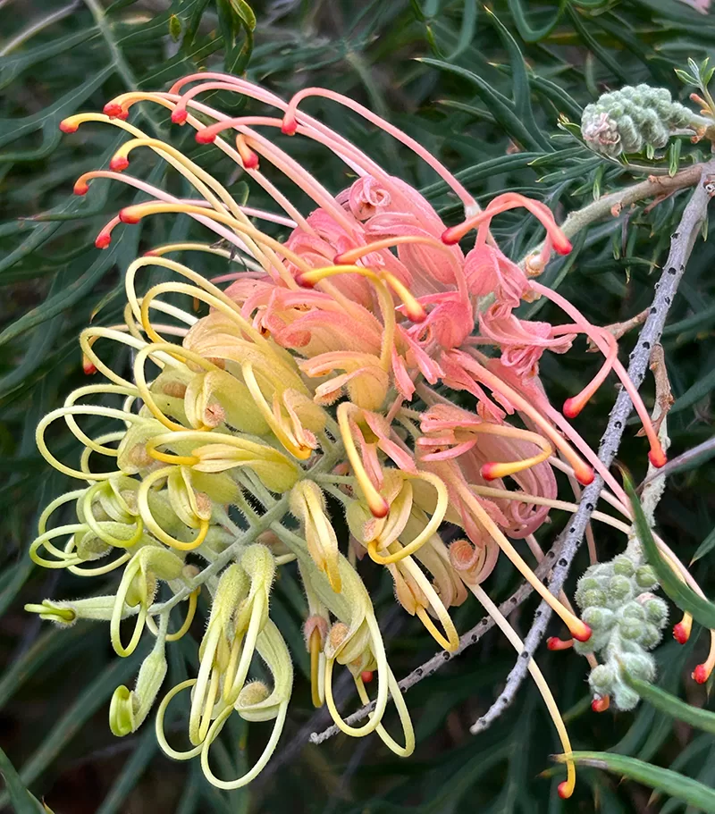 The peach and yellow flowers of Grevillea 'Peaches & Cream'