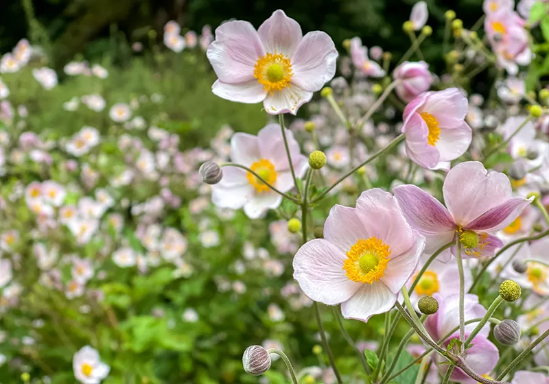 White flowering Japanese Anemone