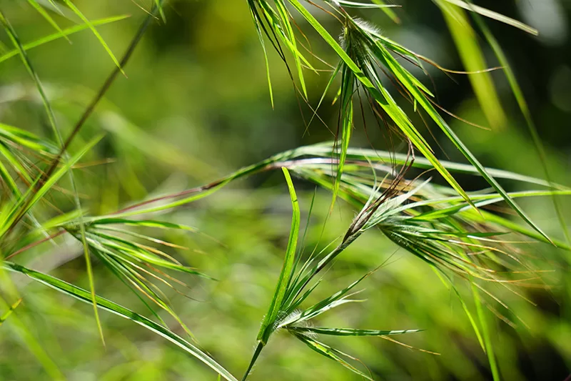 Kangaroo Grass