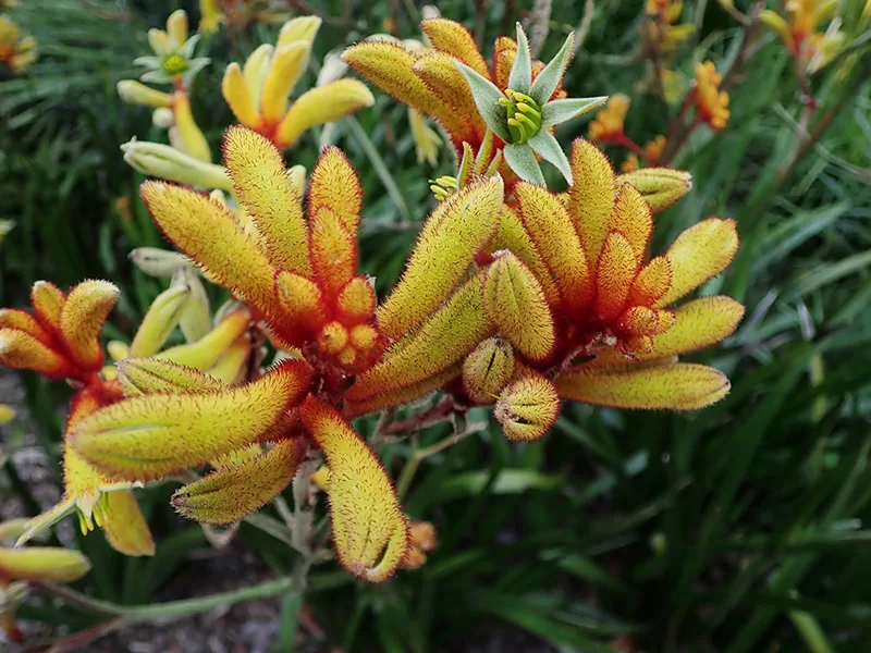 The unique flowers of the yellow Kangaroo Paw