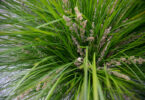 Lomandra longifolia