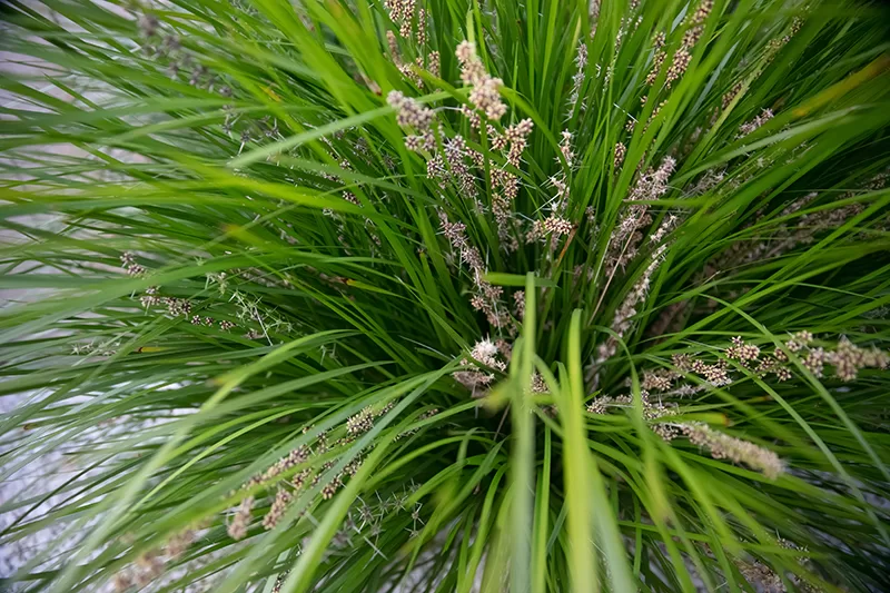 Lomandra sp.
