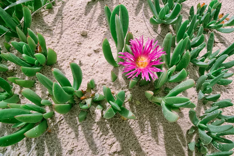 Pigface (Carpobrotus glaucescens)