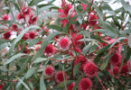 Pincushion Hakea