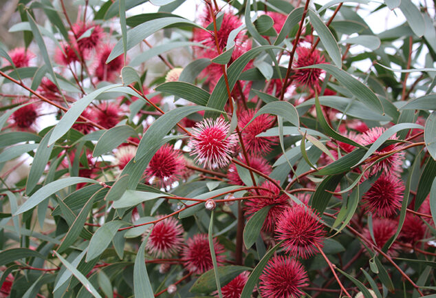 Pincushion Hakea