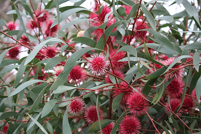Pincushion Hakea