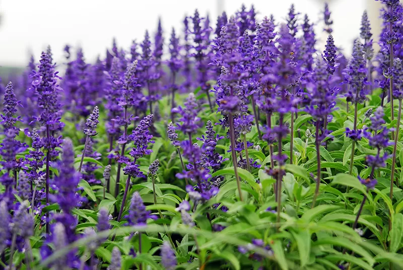 A purple flowering Salvia