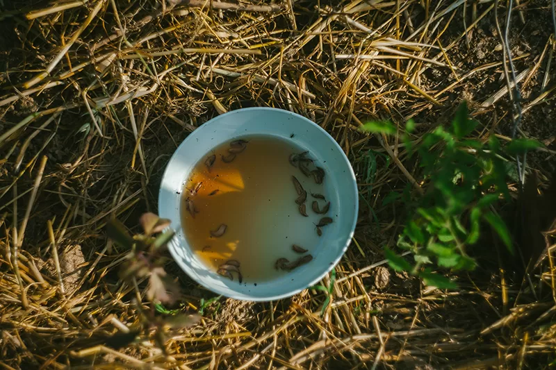 Beer trap used to kill snails and slugs