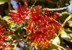 The bright orange-red flowers of the Firewheel Tree
