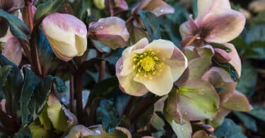 The mauve and cream flowers of the Hellebore (Winter Rose)