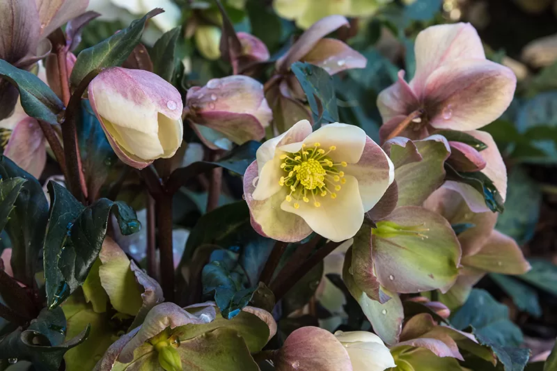 The mauve and cream flowers of the Hellebore (Winter Rose)