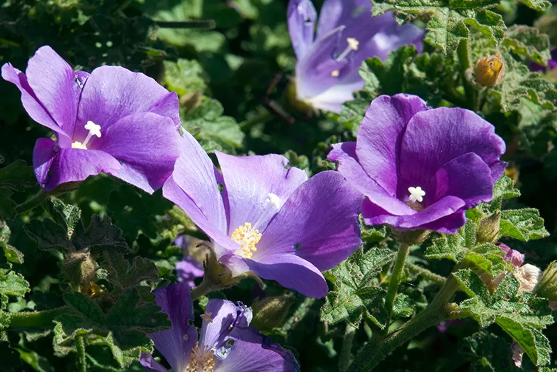 The purple flowers of Alyogyne huegelii (Native Hibiscus)