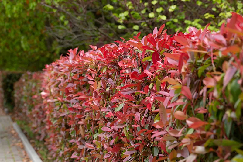 The bright red new growth produced by Photinia 'Red Robin'