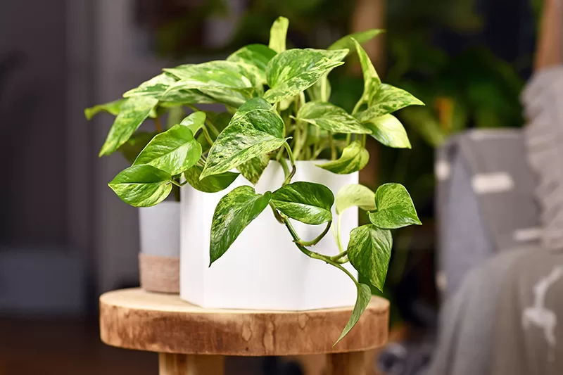 Pothos (Epipremnum aureum)
