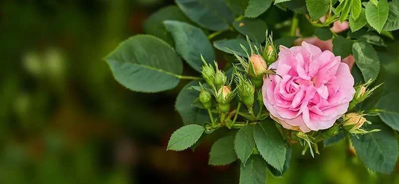 Rose sp.
