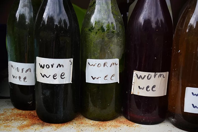 Worm wee (known as worm leachate) is garden liquid gold.