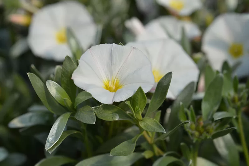 Convolvulus cneorum – Silver Bush