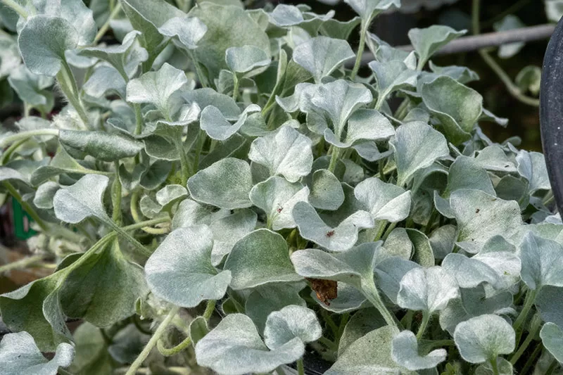 Dichondra ‘Silver Falls’