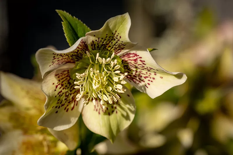 Cream and burgundy flowering Hellebore / Winter Rose