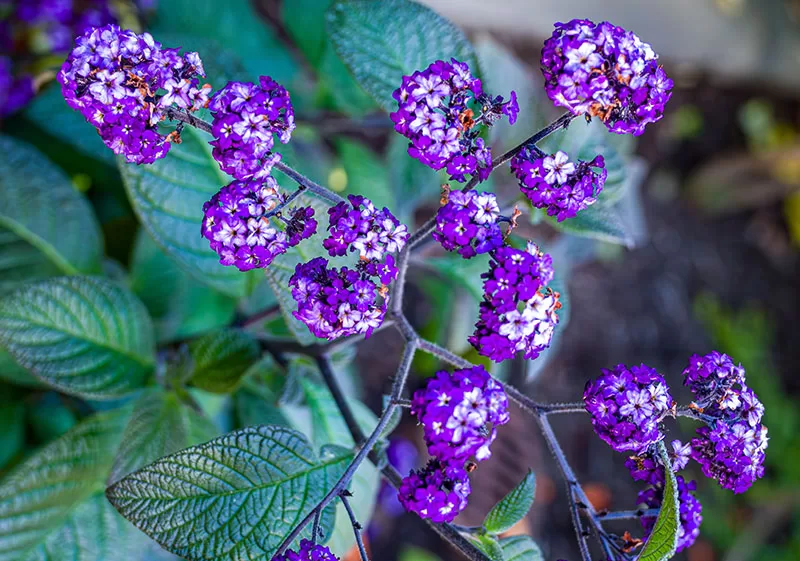 Heliotrope – Heliotropium arborescens