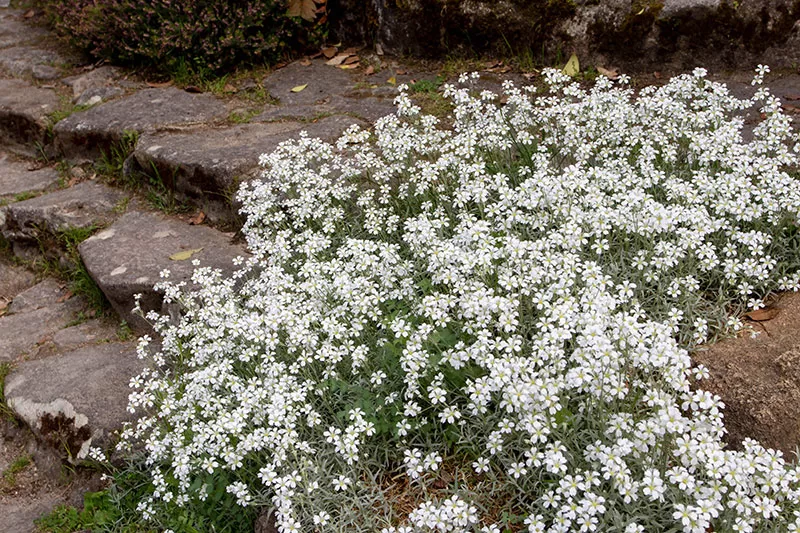 Snow-in-Summer – Cerastium tomentosum