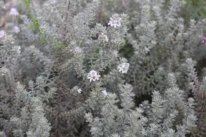 Westringia fruticosa 'Smokey'